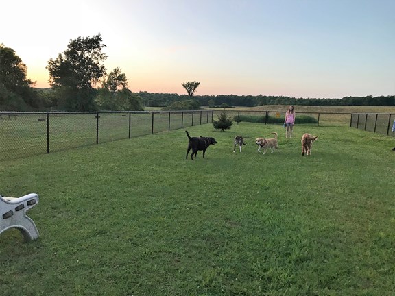 Playing in the dog park