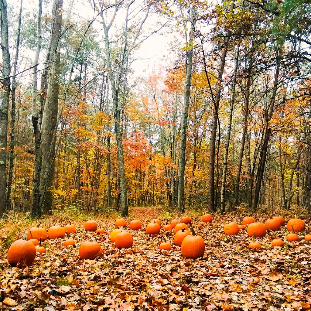 Boo Fest & Haunted Woods + HUGE savings!