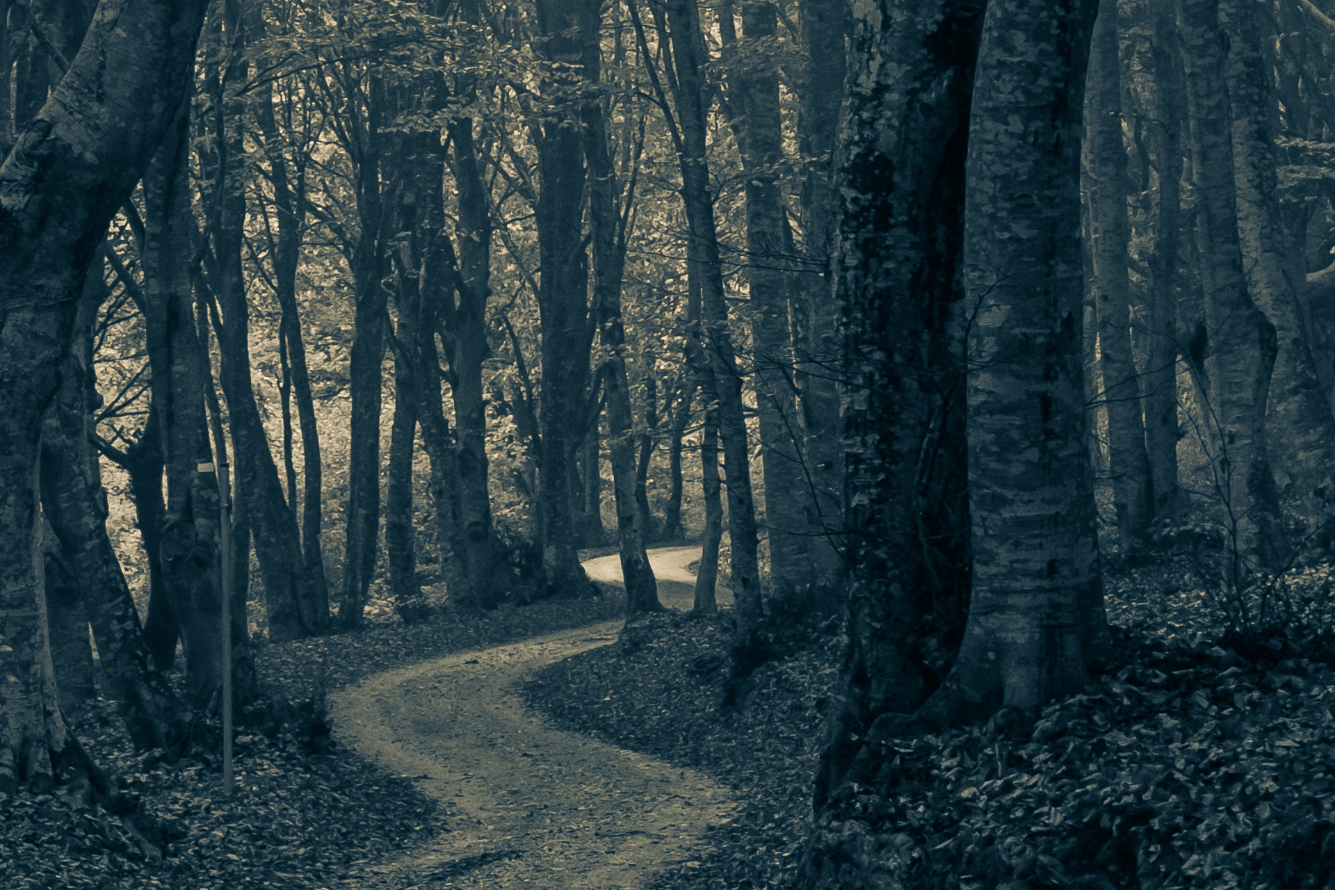 Haunted Woods & Boo Fest Photo