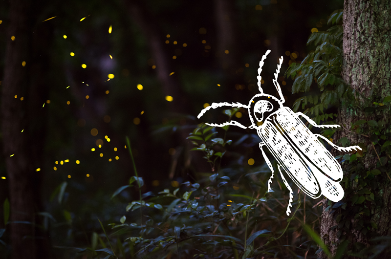 Lightning Bug Weekend Photo