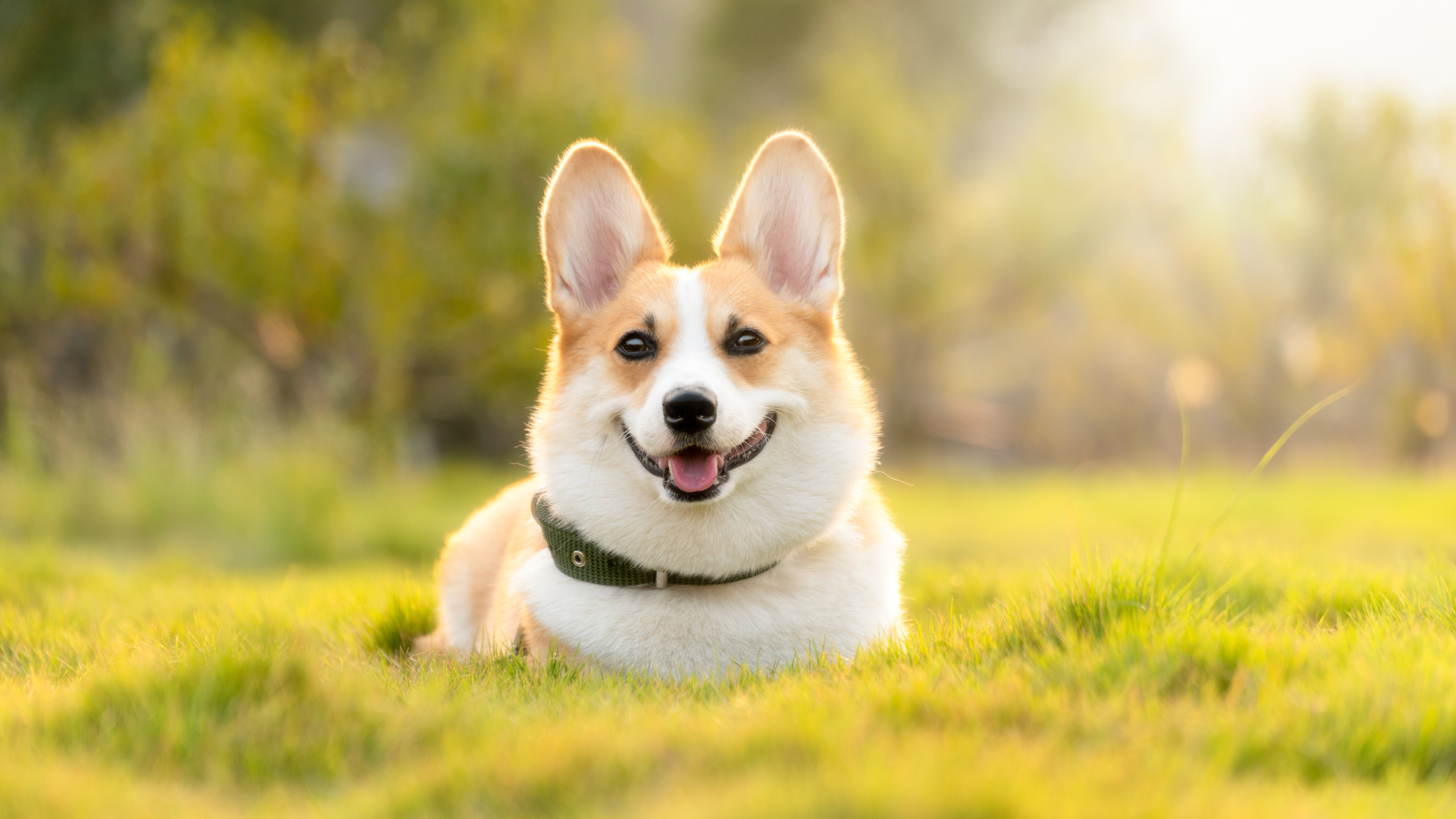 Coshocton Dog Fest Photo