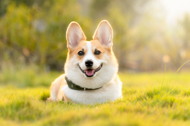 Coshocton Dog Fest Photo