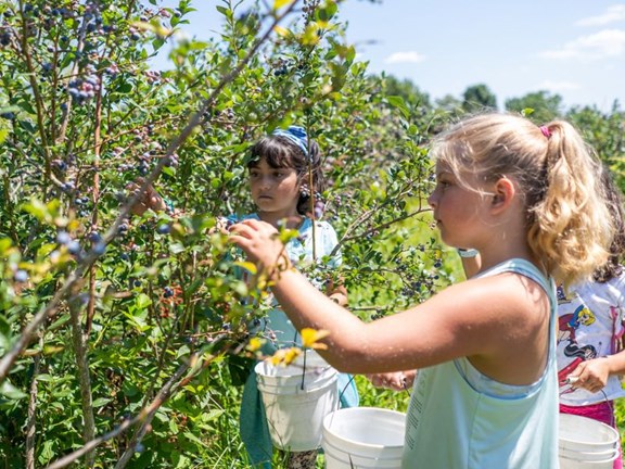 U-Pick Blueberries