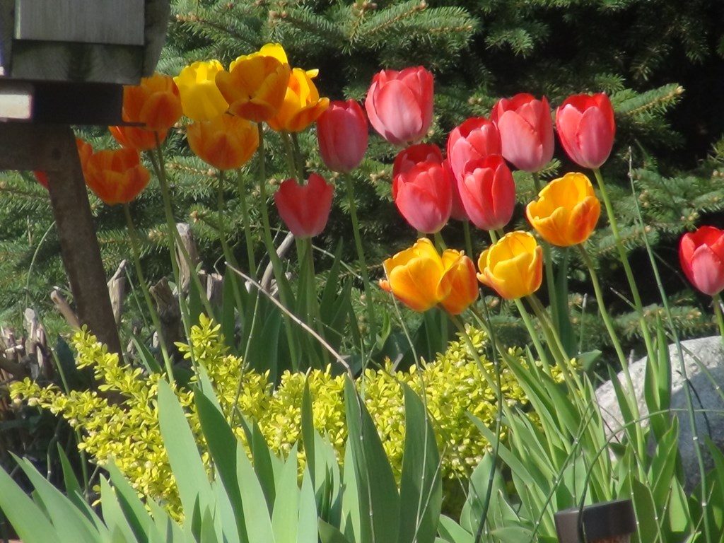 Visiting the Tulip Festival in Michigan