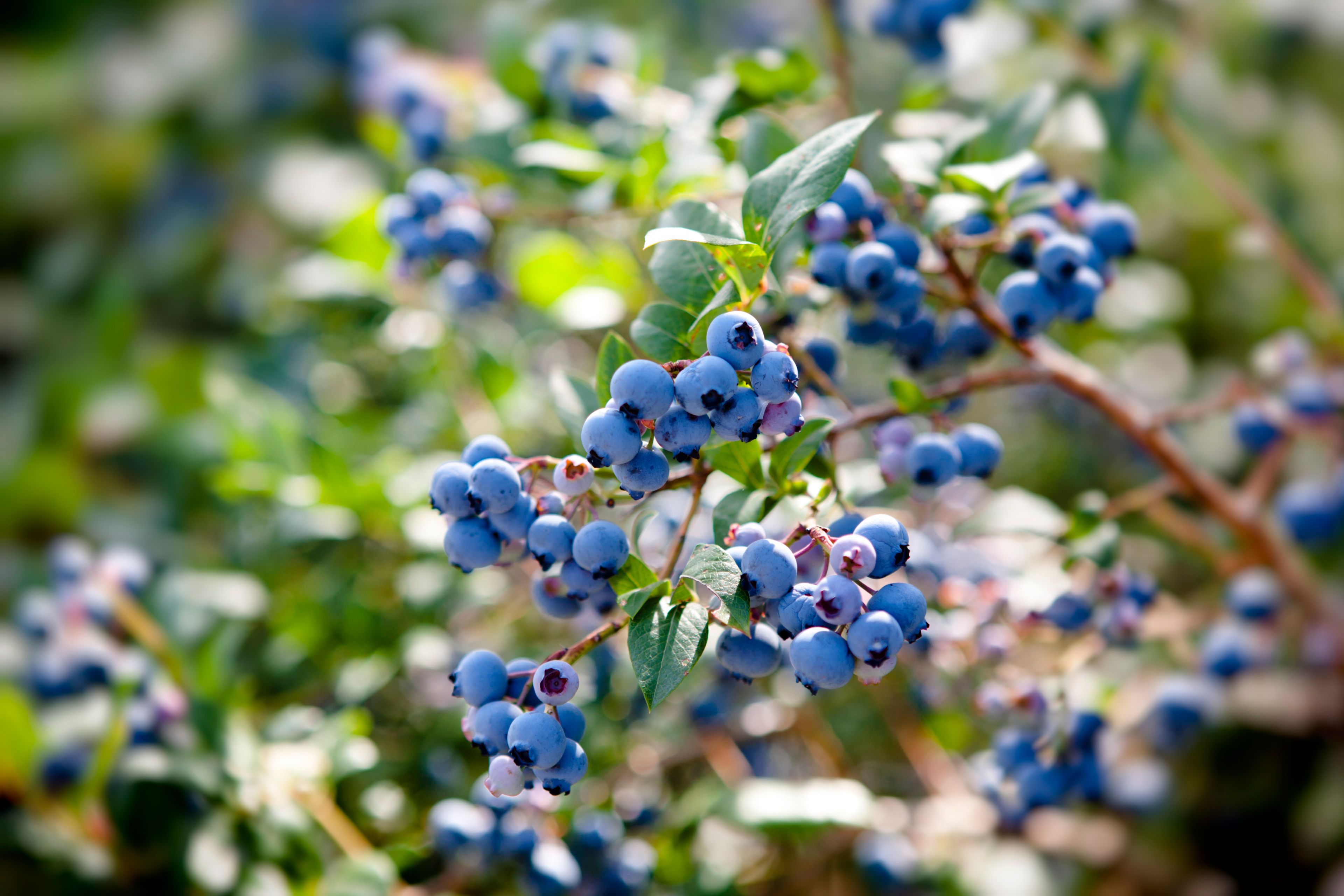 Blueberry Weekend Photo