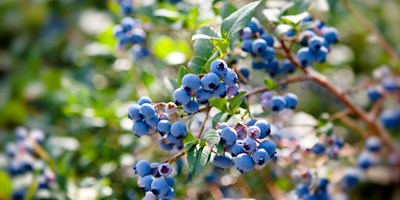 Blueberry Weekend