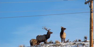 Pronghorn, Moose, Deer & Elk Hunting