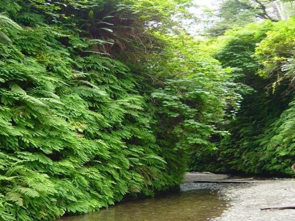 Fern Canyon (50 miles)