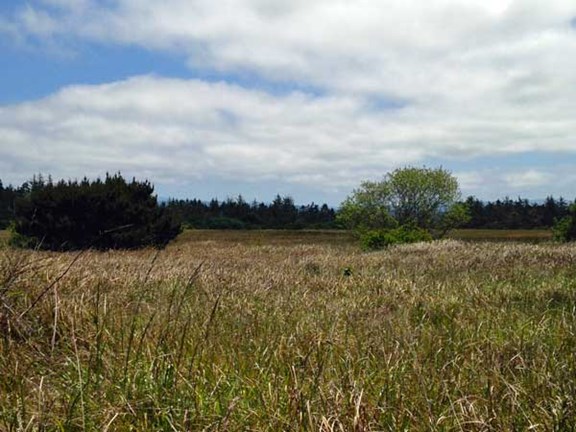 Tolowa Dunes State Park (5 miles)