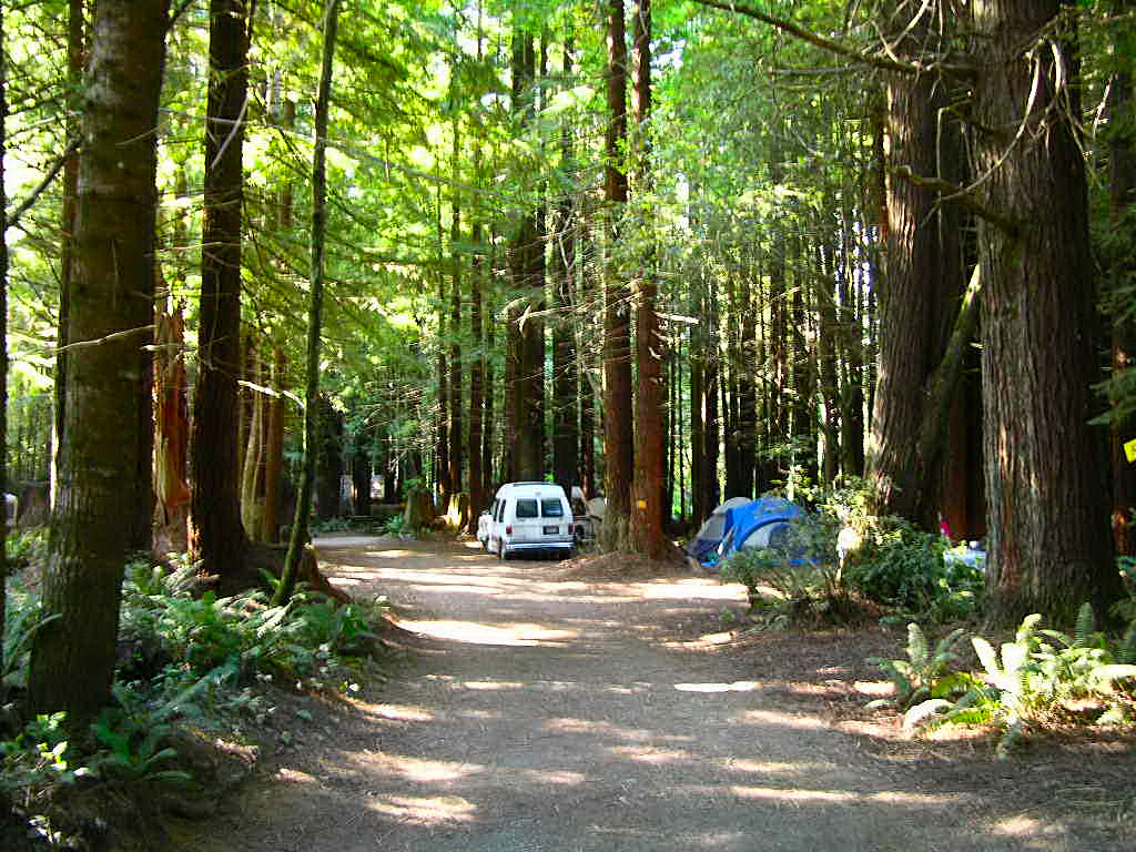 Redwood Forest  Tent Sites