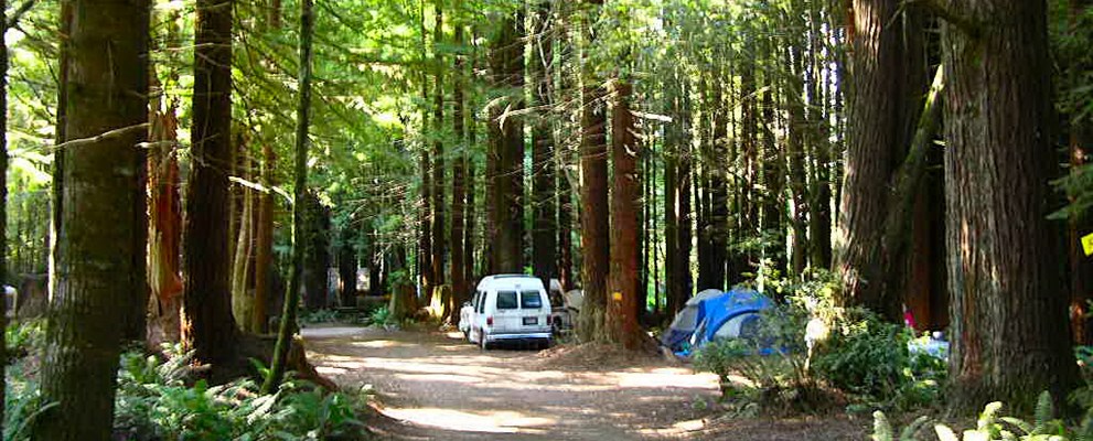 Redwood Forest  Tent Sites