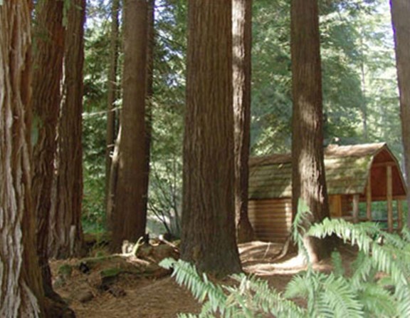 Camping cabins in the Redwoods