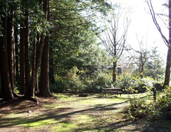 Pull your small motor home, trailer or pop-up into this site and gaze off in the forest.