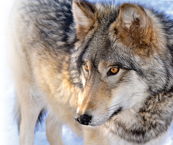 Colorado Wolf and Wildlife Center
