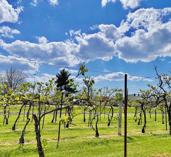 Local Wineries