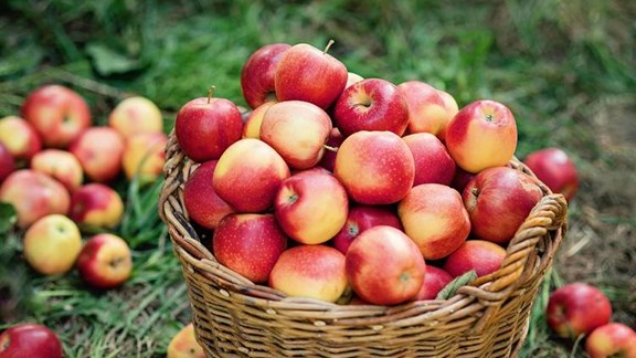 Wooden's Apple House