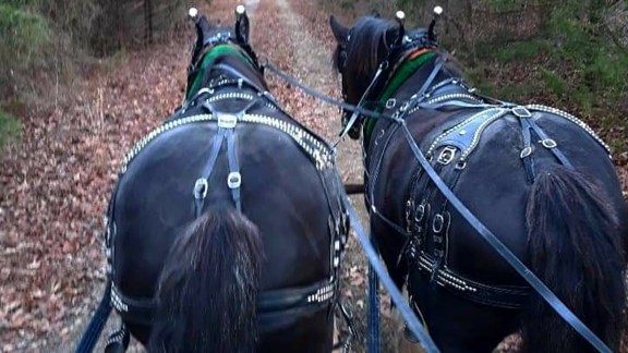 Summit's Valley Shires and Sport Horses, LLC