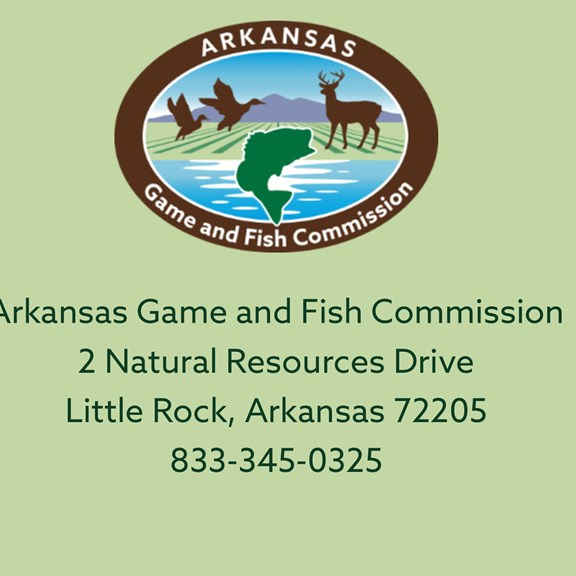 AR Game & Fish