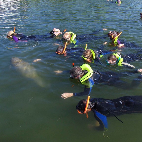 Manatee Encounters