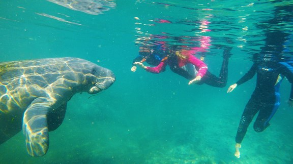 Scuba Diving and Snorkeling