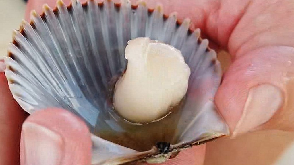 Scallop Season is approaching!