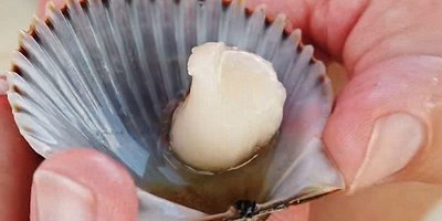 Scallop Season is approaching!