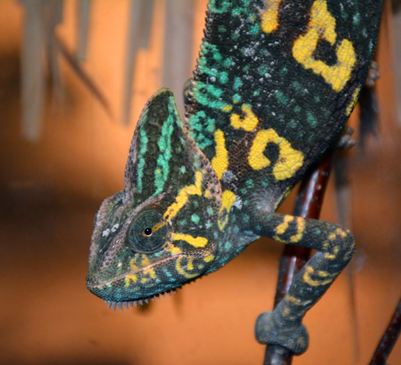 Reptile Gardens