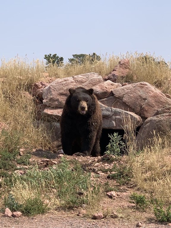Bear Country USA
