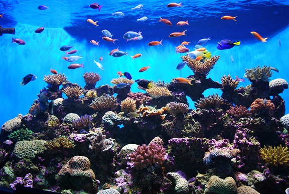Sea Life Grapevine Aquarium