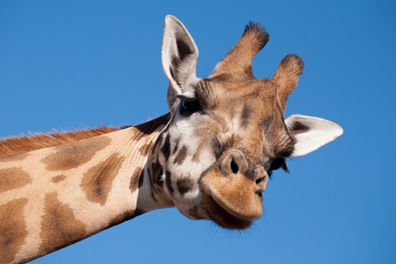 Dallas Zoo