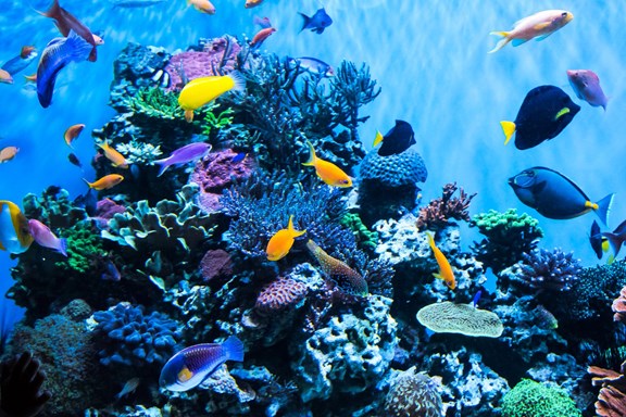 The Dallas World Aquarium