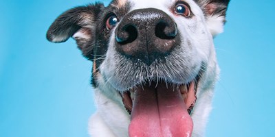 Pet Camper Weekend