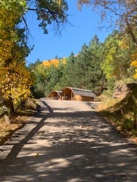 Fall Trees