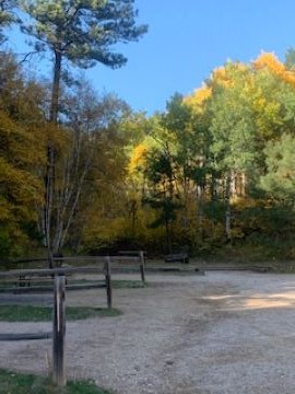 Fall Trees