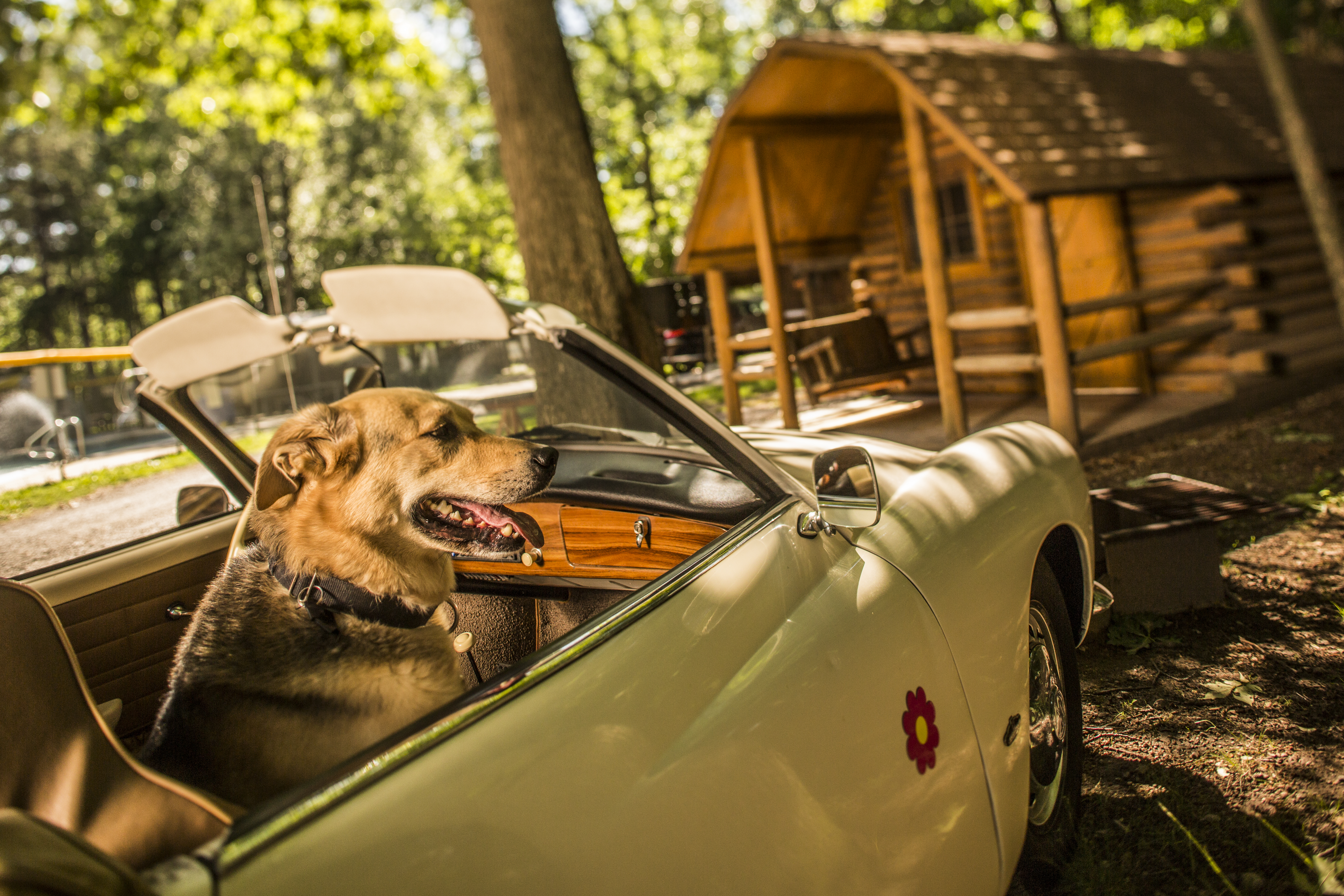 Pet-friendly rustic cabin - photo by Kampgrounds of America, Inc.