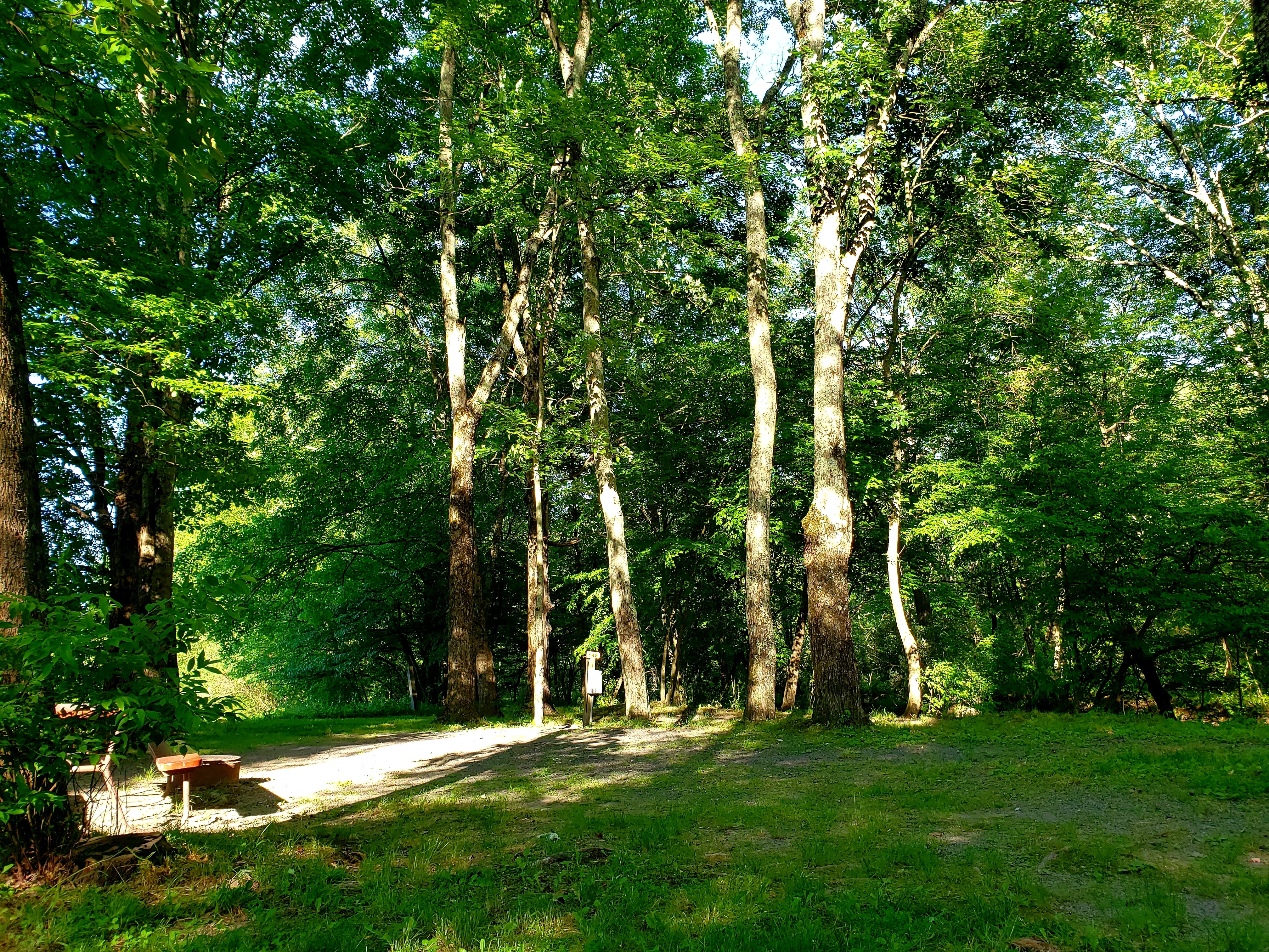 Spacious shady sites