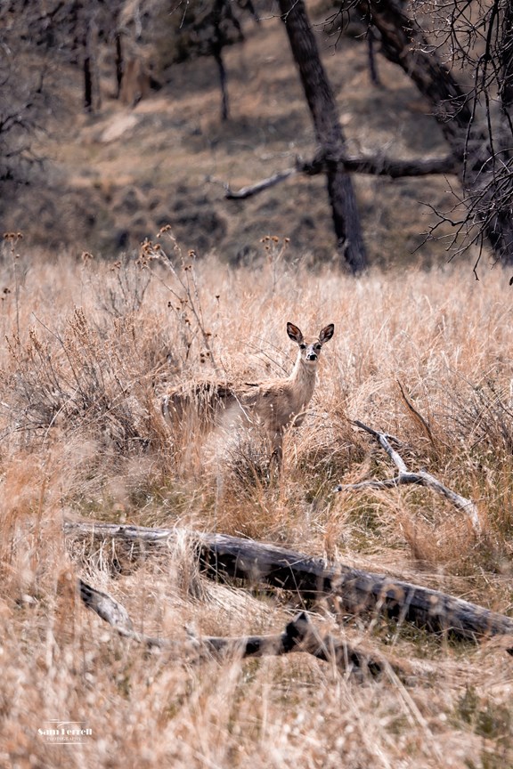 Wildlife Viewing