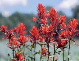 Indian Paintbrush: A Wyoming Treasure and Symbol of the West
