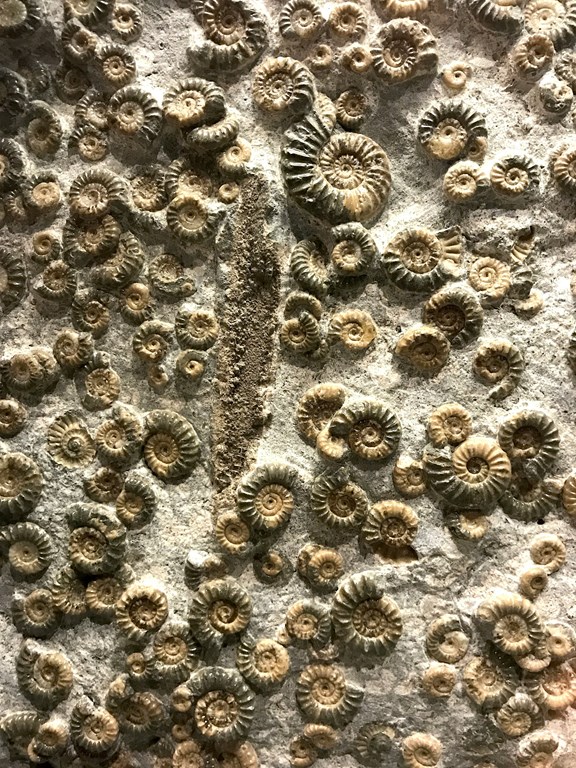 Paleontological Museum