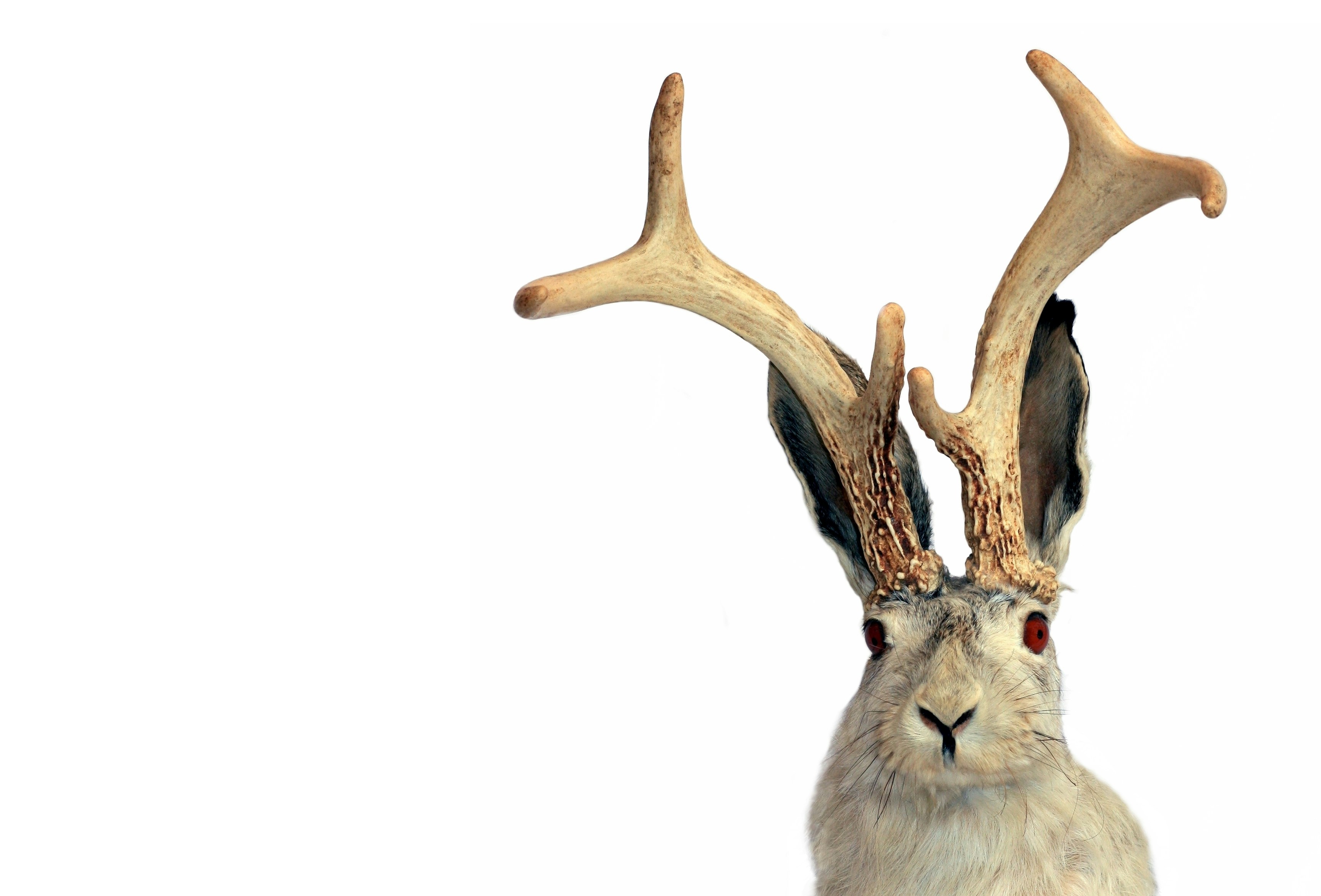 Jackalope Days Photo