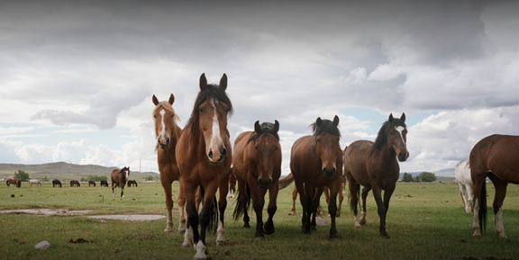 Wild Horse Sanctuary