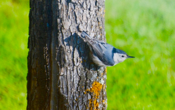 Bird Watching