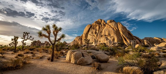 Joshua Tree National Park