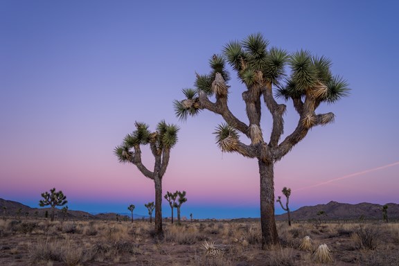 Joshua Tree National Park