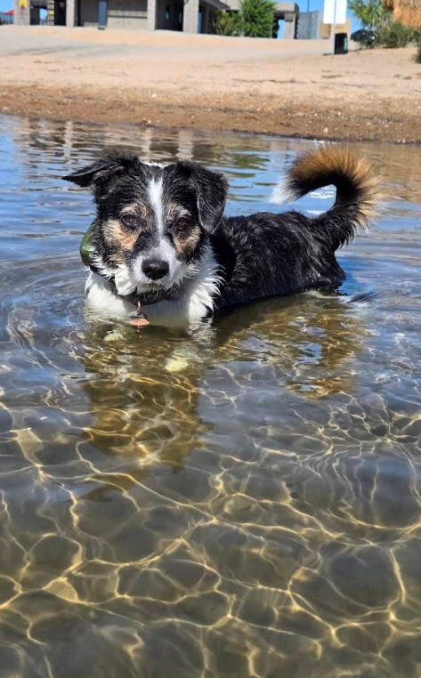 Dog Friendly Beach on the Colorado River
