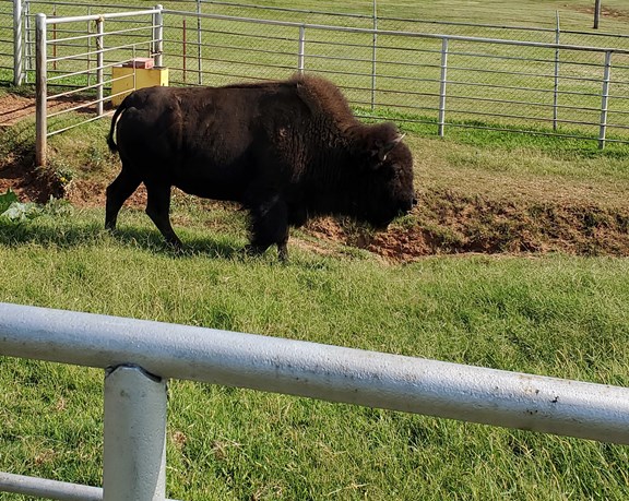 Live Buffalo