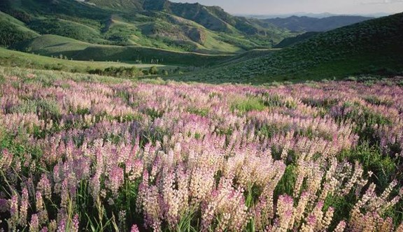 Jarbidge