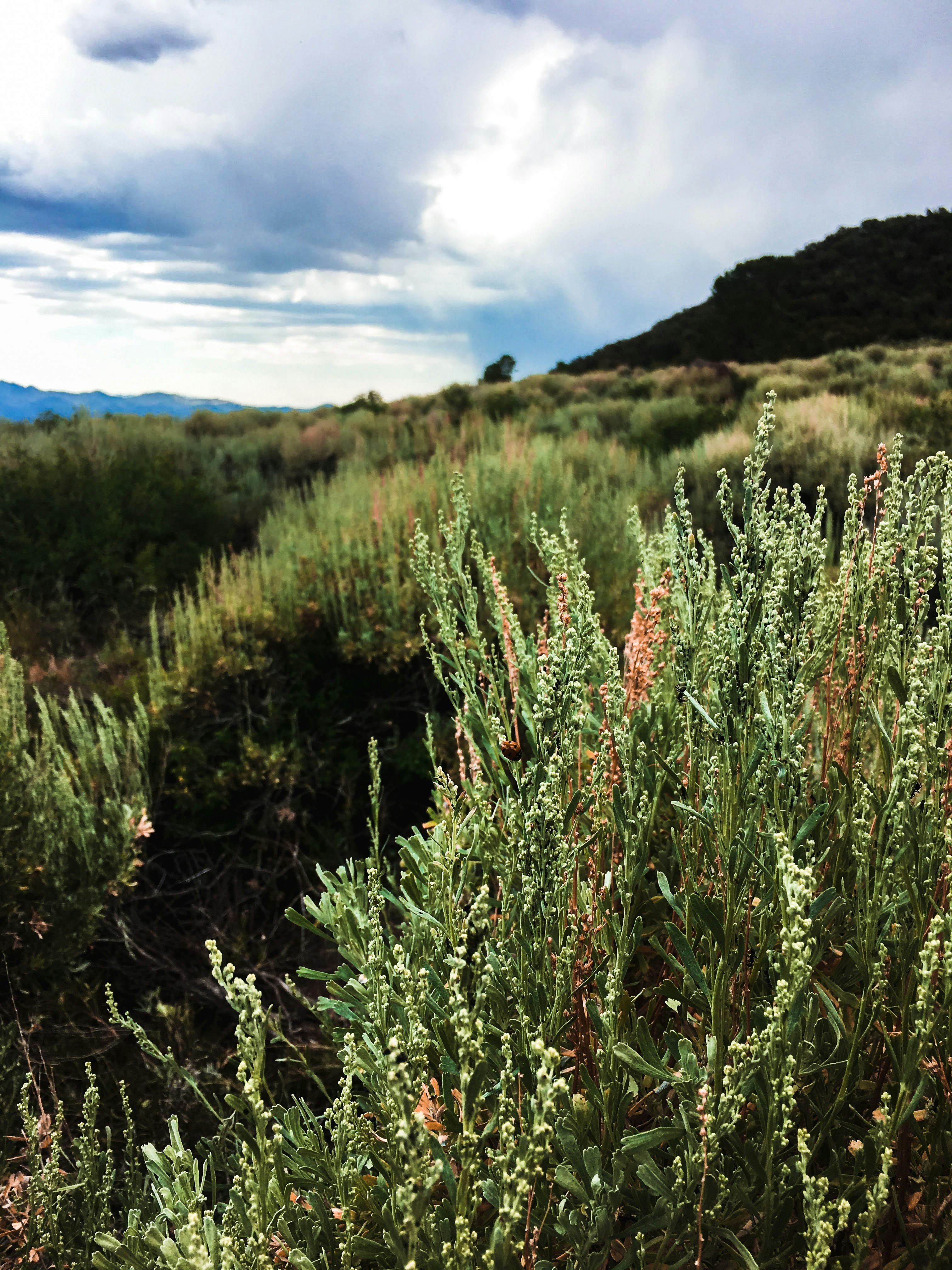 Secrets of the Sagebrush Photo