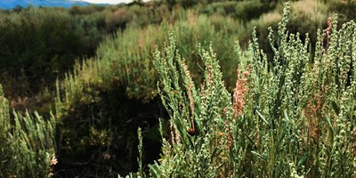 Secrets of the Sagebrush