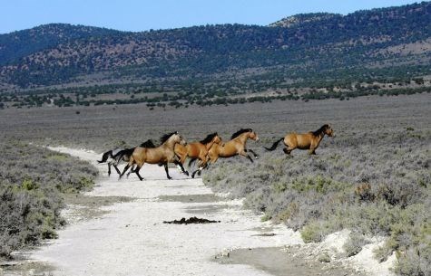 Wild Horse Viewing
